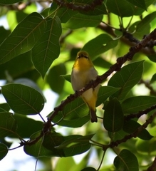 Zosterops palpebrosus