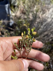 Stylapterus fruticulosus