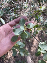 Santalum ellipticum