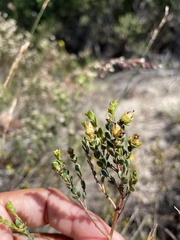 Stylapterus fruticulosus