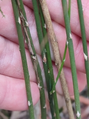 Asparagus virgatus