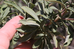 Salvia apiana × mellifera