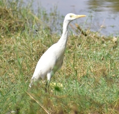 Bubulcus ibis