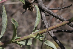 Salvia apiana × mellifera