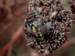 Phidippus audax