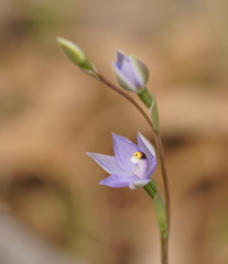 Thelymitra arenaria