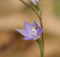 Thelymitra arenaria