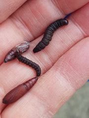 Mimaglossa nauplialis