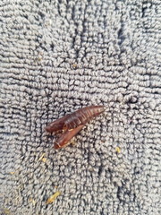 Mimaglossa nauplialis