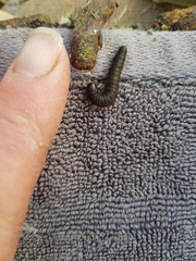 Mimaglossa nauplialis