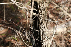 Allocasuarina torulosa