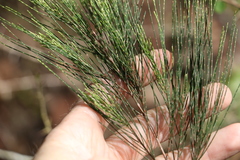 Allocasuarina torulosa