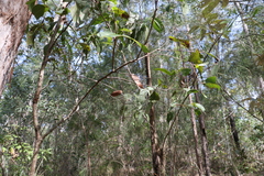 Allocasuarina torulosa