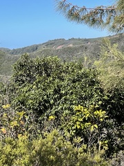 Diospyros sandwicensis