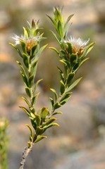 Oedera speciosa