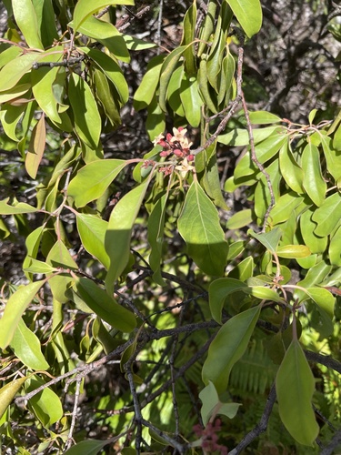 Santalum freycinetianum