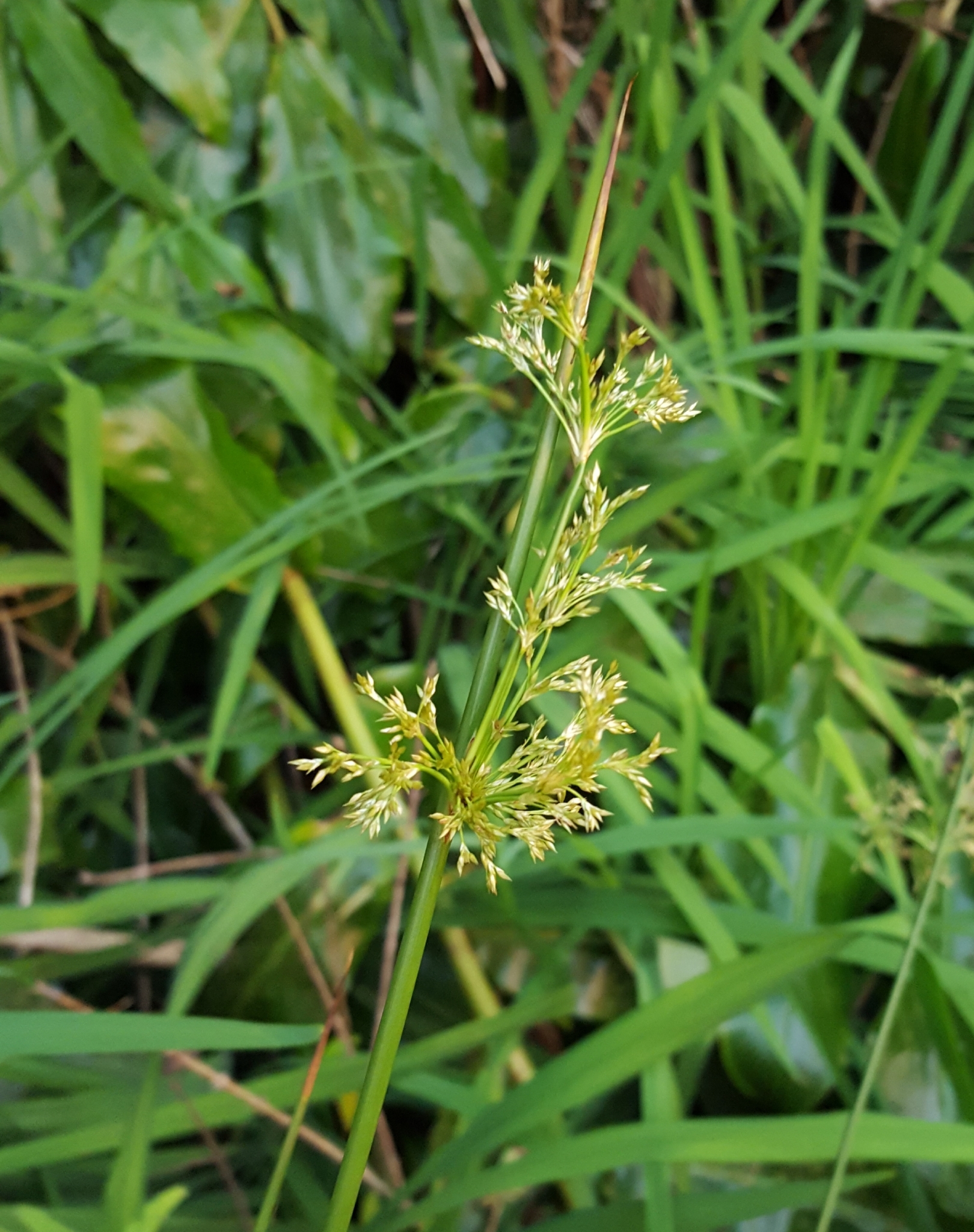 (c) François Rousseu, certains droits réservés (CC BY-NC) https://www.inaturalist.org/observations/99189815