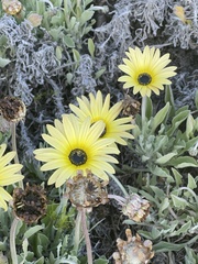 Arctotis stoechadifolia