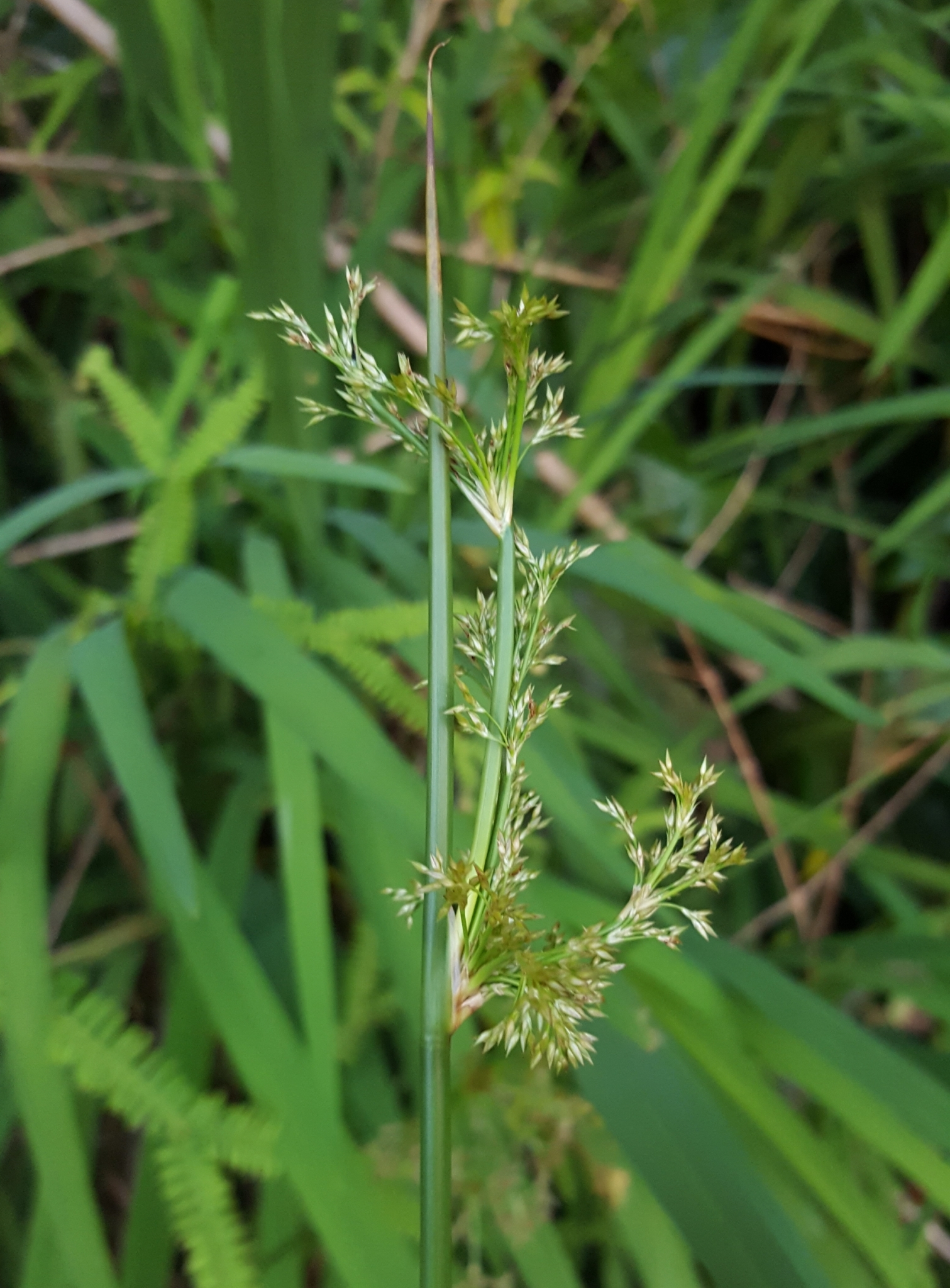(c) François Rousseu, certains droits réservés (CC BY-NC) https://www.inaturalist.org/observations/99189815