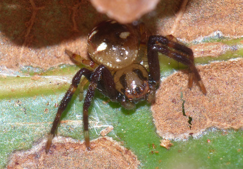 Synema obscurifrons