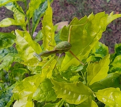 Hierodula tenuidentata