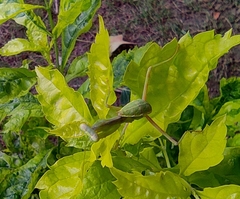 Hierodula tenuidentata