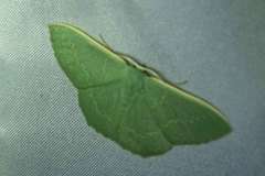 Prasinocyma semicrocea