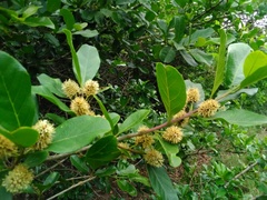 Combretum edwardsii