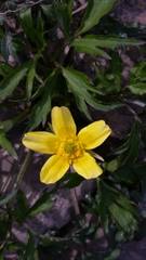Ranunculus fascicularis