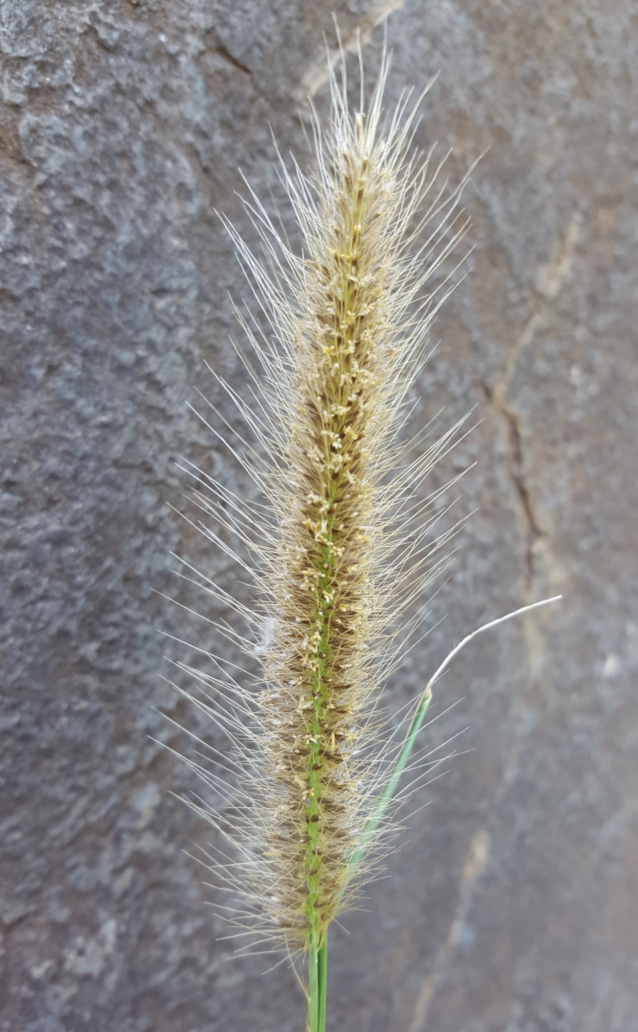 (c) François Rousseu, certains droits réservés (CC BY-NC) https://www.inaturalist.org/observations/99190059
