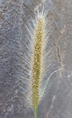 Cenchrus polystachios subsp. polystachios image