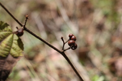Grewia latifolia