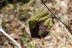 Grewia latifolia