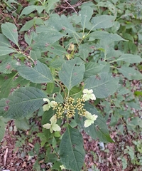 Hydrangea serrata