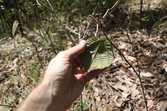 Grewia latifolia