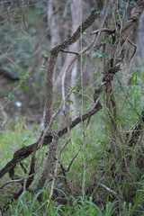 Secamone elliptica
