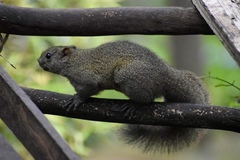 Callosciurus erythraeus