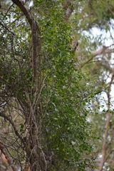 Secamone elliptica