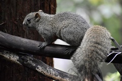 Callosciurus erythraeus