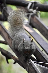 Callosciurus erythraeus