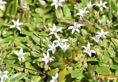 Lobelia irrigua