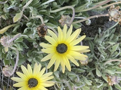 Arctotis stoechadifolia