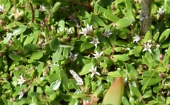 Lobelia irrigua