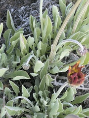 Arctotis stoechadifolia