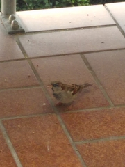 Passer domesticus