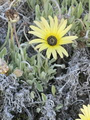 Arctotis stoechadifolia