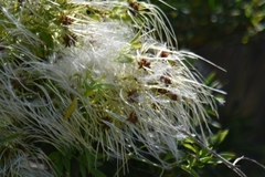Clematis decipiens