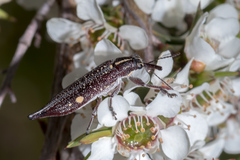 Rhinotia bidentata