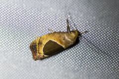 Hoplomorpha abalienella