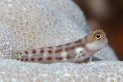 Vanuatu Combtooth Blenny photo 1
